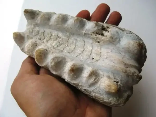 CROCODILE-HEAD-2C_LARGE_1