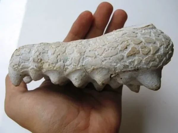 CROCODILE-HEAD-2D_LARGE_1