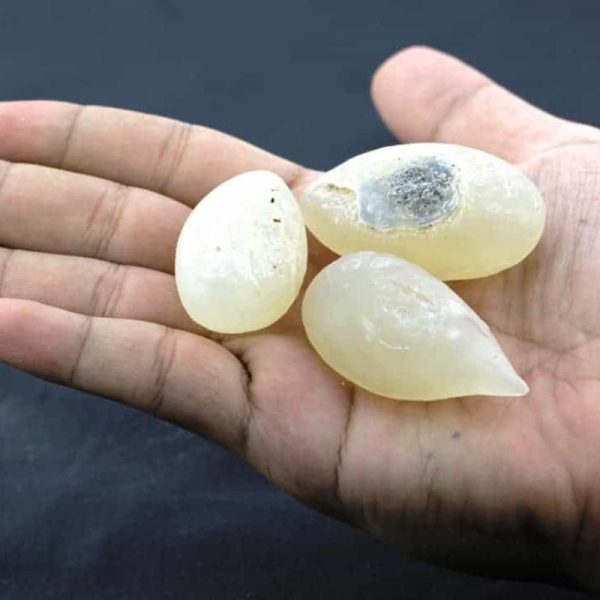 Crocodile Pearls - Type A1
