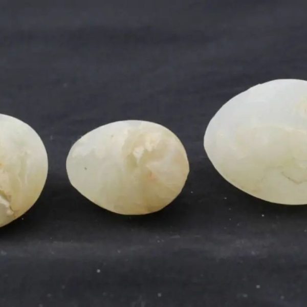 Crocodile Pearls - Type A2
