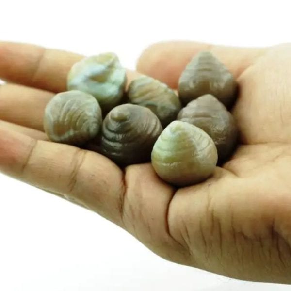 Komodo Lizard Crown Pearls - Type A