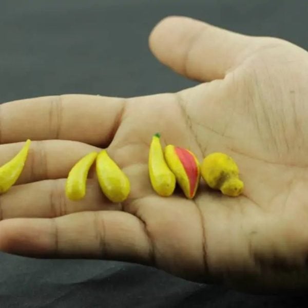 Yellow Lizard Pearls - Type C - Image 2