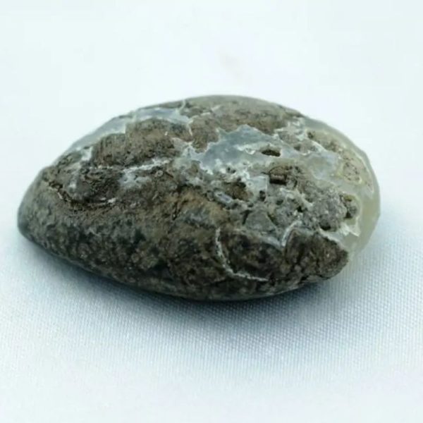 Fossilized Comodo Lizard - Type A2