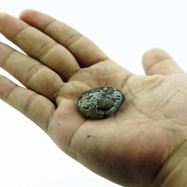 Fossilized Comodo Lizard - Type A2