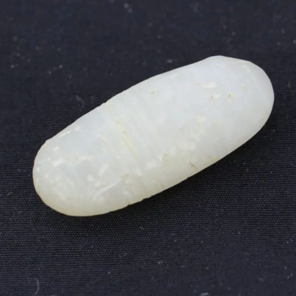 White Biawak Lizard Pearls - Type A2