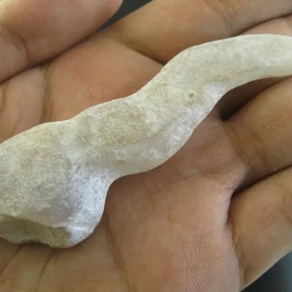 Lizard Pearl - Type K2 (White Branch Tail Lizard)