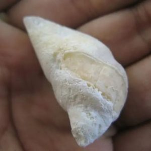 Lizard Pearl - Type M4 (White House Lizard)