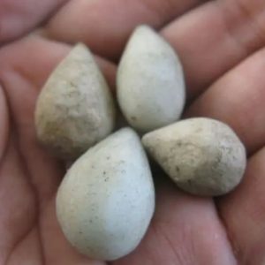Lizard Pearl - Type M2 (White Gecko)
