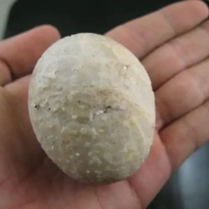 Crocodile Pearl - Type W2 (Female)