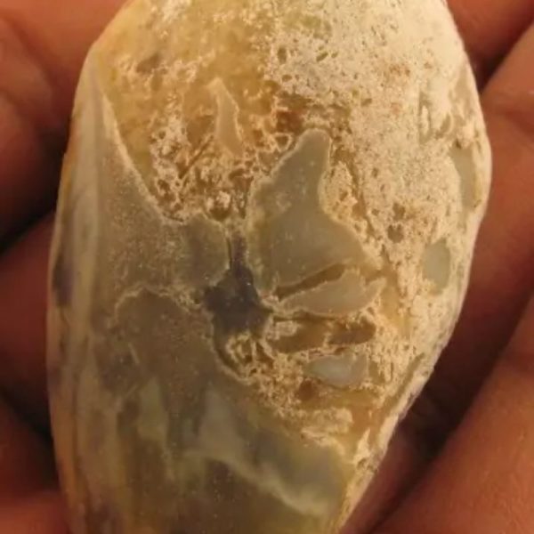 Crocodile Pearl - Type T2