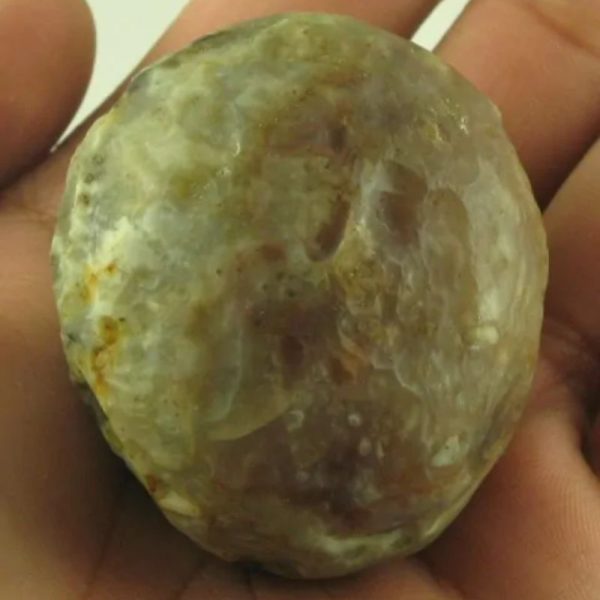 Crocodile Pearl - Type S - Image 3
