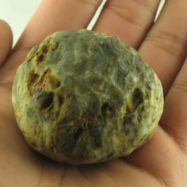Crocodile Pearl - Type S - Image 4
