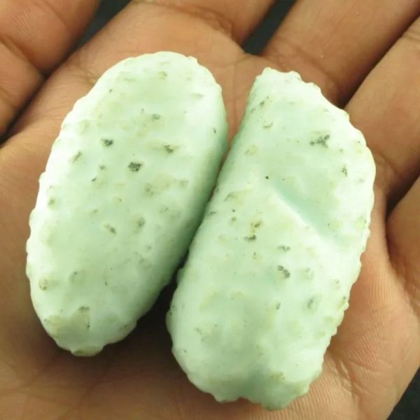 Crocodile Pearl - Type P (White Crocodile) - Image 4