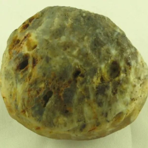 Crocodile Pearl - Type S - Image 2