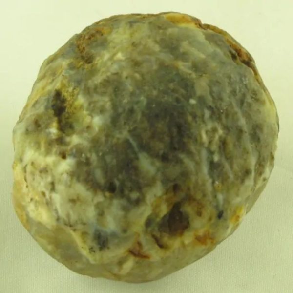 Crocodile Pearl - Type S - Image 3