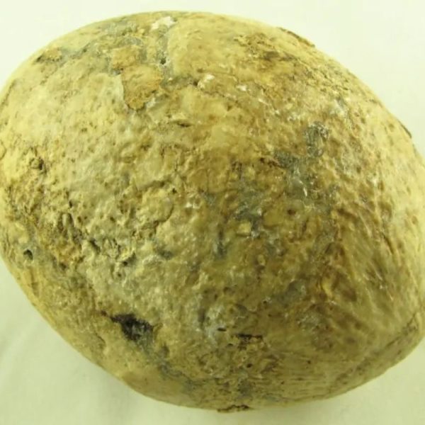 Crocodile Pearl - Type N