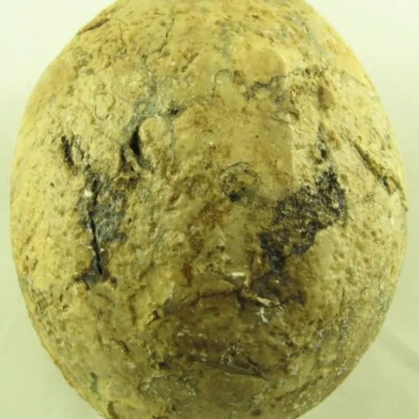 Crocodile Pearl - Type N - Image 2