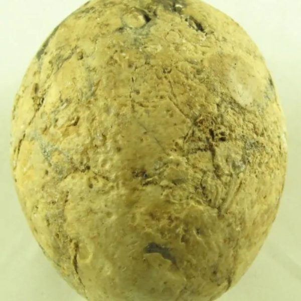Crocodile Pearl - Type N - Image 4
