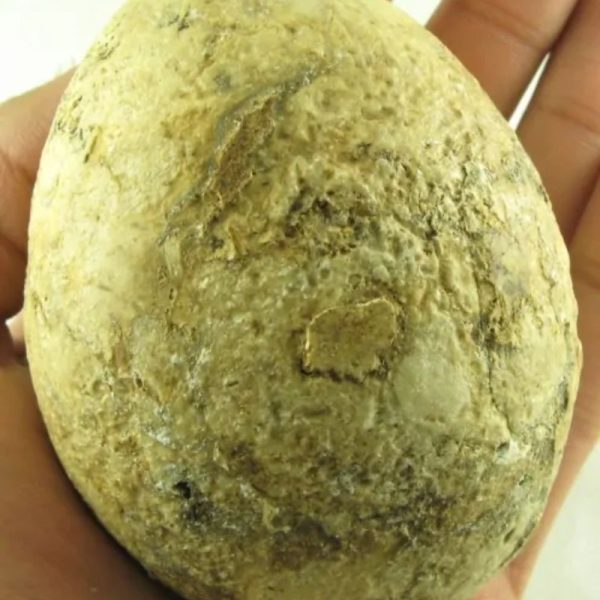 Crocodile Pearl - Type N