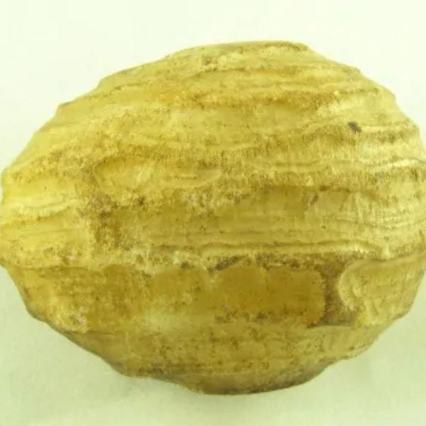Crocodile Pearl - Type M - Image 2