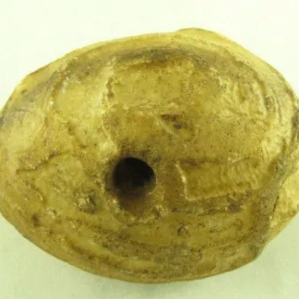 Crocodile Pearl - Type M
