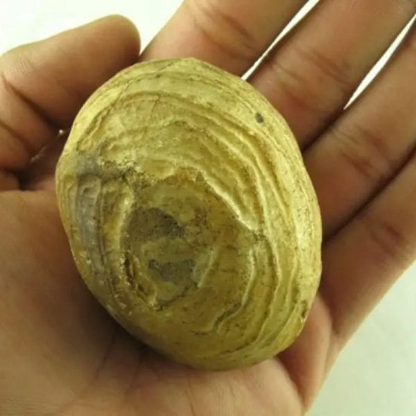 Crocodile Pearl - Type M - Image 5