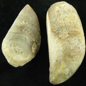 Crocodile Pearl - Type I (Ground Crocodile)