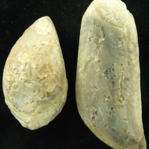 Crocodile Pearl - Type I (Ground Crocodile)