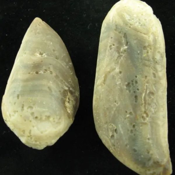 Crocodile Pearl - Type I (Ground Crocodile)