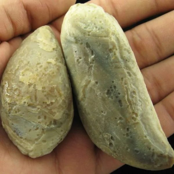 Crocodile Pearl - Type I (Ground Crocodile)