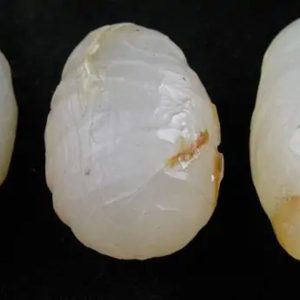 Crocodile Pearl - Type L (White Crocodile)
