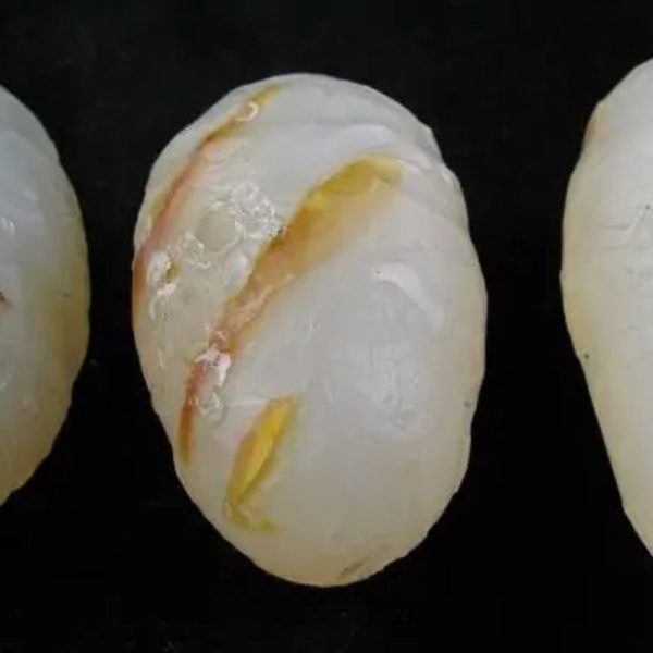 Crocodile Pearl - Type L (White Crocodile)