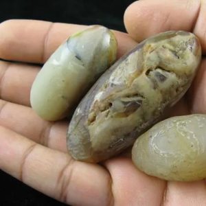 Crocodile Pearl - Type H