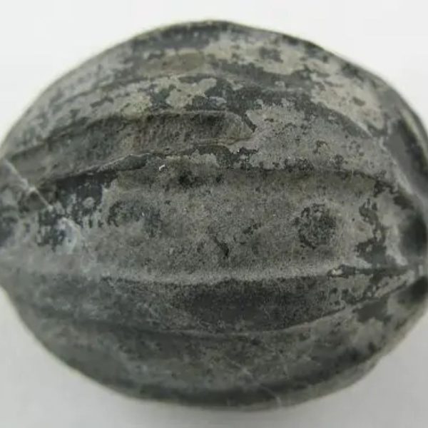 Crocodile Pearl - Type A2 (Black Crocodile) - Image 3