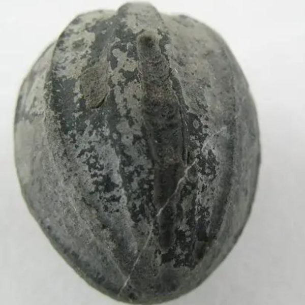 Crocodile Pearl - Type A2 (Black Crocodile)