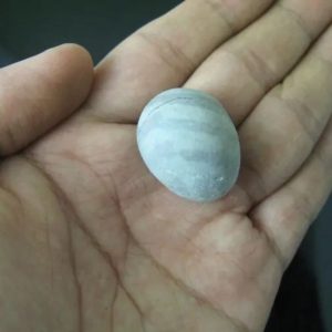 Jungle Goat Pearl - Type A1