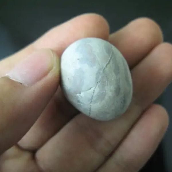 Jungle Goat Pearl - Type A1 - Image 2