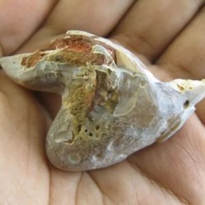 Tusk of Golden Deer Fossil - Type A4