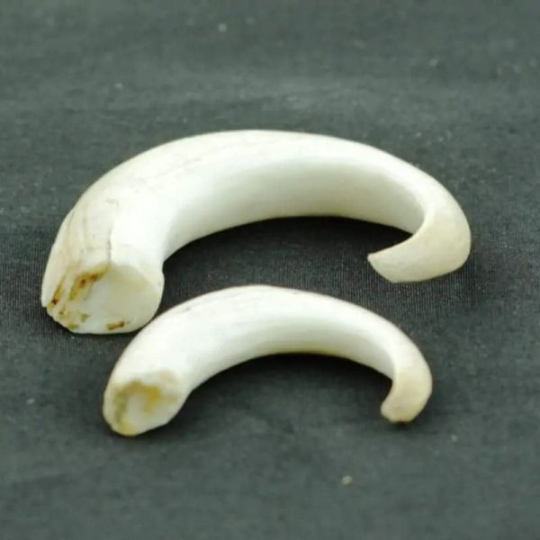 Orang Utan Claws Fossil Type A