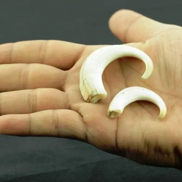 Orang Utan Claws Fossil Type A - Image 2