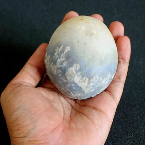 Water Buffalo Pearl - Type E9
