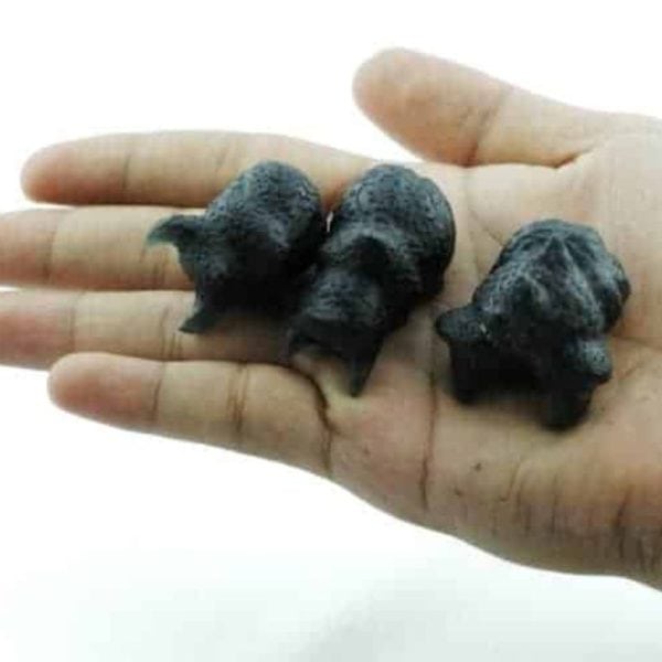 Fossilized Redspotted Longhorn Beetles - Type A1