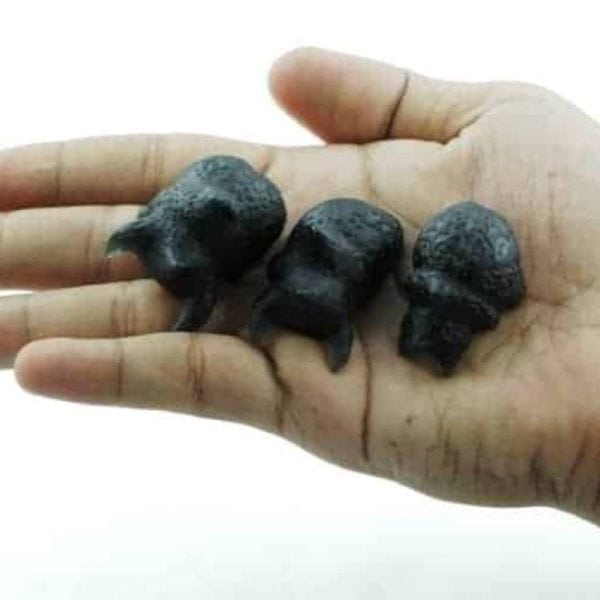 Fossilized Redspotted Longhorn Beetles - Type A1