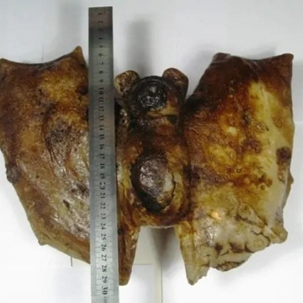 Super Rare Fossilized Bat (Crystal Structure) - Image 6