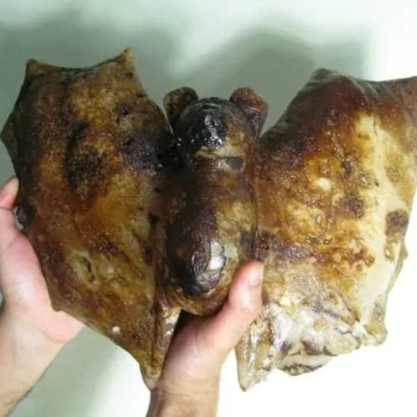 Super Rare Fossilized Bat (Crystal Structure) - Image 4