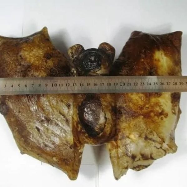Super Rare Fossilized Bat (Crystal Structure) - Image 3