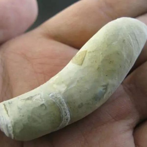Selendang Snake Pearl - Type A1