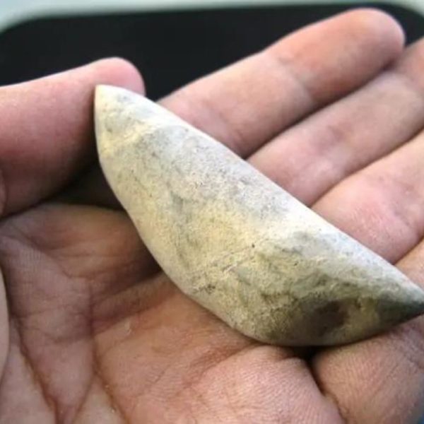 Menang Wood Fossil - Type A1 - Image 2