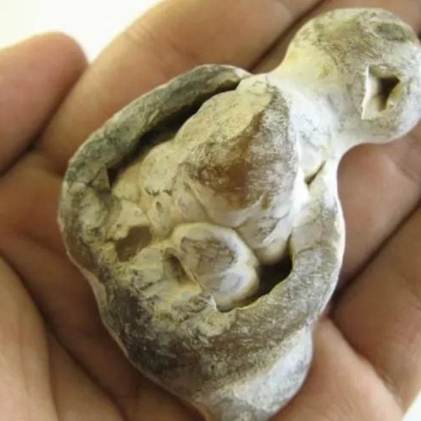 Otter Horn - Type A2 - Image 2