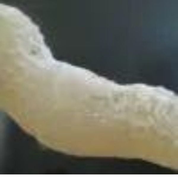 TreeSnakePearl-B2-C-Large-_1